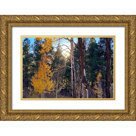 Greer in Fall 4 Gold Ornate Wood Framed Art Print with Double Matting by Tenoever, William