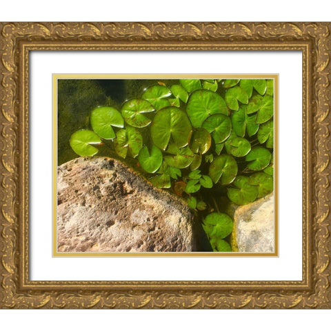 Lillypads C Gold Ornate Wood Framed Art Print with Double Matting by Tenoever, William