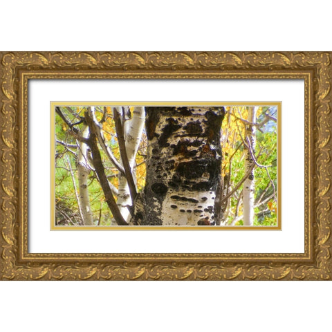 Aspens In The Fall 8 Gold Ornate Wood Framed Art Print with Double Matting by Tenoever, William