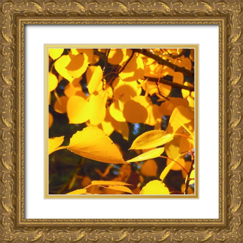 Aspens In The Fall 9 Gold Ornate Wood Framed Art Print with Double Matting by Tenoever, William