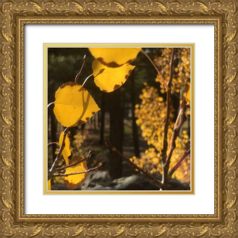 Aspens In The Fall 11 Gold Ornate Wood Framed Art Print with Double Matting by Tenoever, William