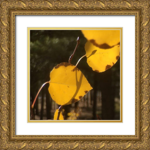 Aspens In The Fall 12 Gold Ornate Wood Framed Art Print with Double Matting by Tenoever, William