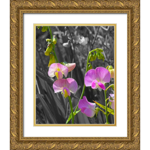 Peavine B/W 2 Gold Ornate Wood Framed Art Print with Double Matting by Tenoever, William