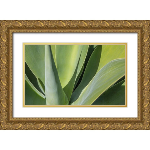 Aloe I Gold Ornate Wood Framed Art Print with Double Matting by Markoff, Barbara