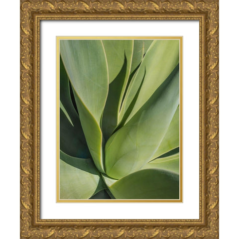 Aloe II Gold Ornate Wood Framed Art Print with Double Matting by Markoff, Barbara