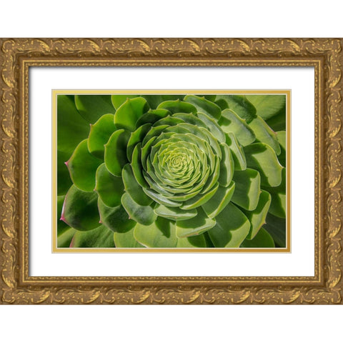 Green Succulent Spiral Gold Ornate Wood Framed Art Print with Double Matting by Markoff, Barbara