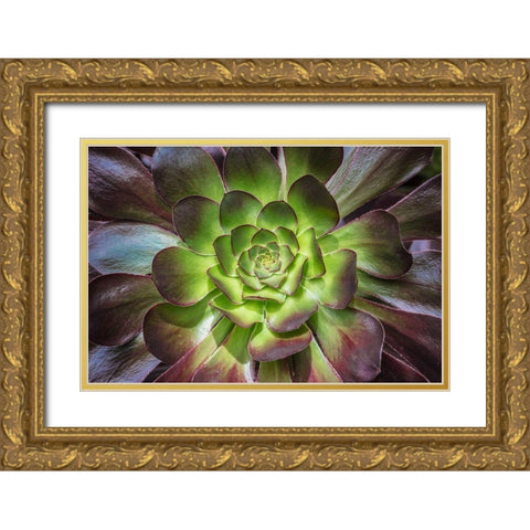Black Rose Gold Ornate Wood Framed Art Print with Double Matting by Markoff, Barbara