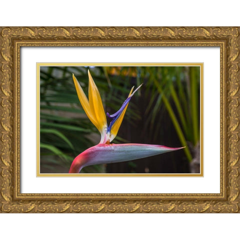 Bird of Pardise Gold Ornate Wood Framed Art Print with Double Matting by Markoff, Barbara