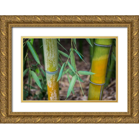 Bamboo Study Gold Ornate Wood Framed Art Print with Double Matting by Markoff, Barbara