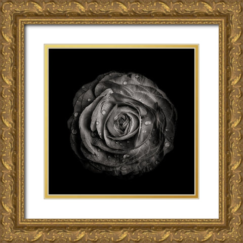 Black And White Begonia IV Gold Ornate Wood Framed Art Print with Double Matting by Carson, Brian