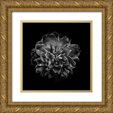 Black And White Camelia IV Gold Ornate Wood Framed Art Print with Double Matting by Carson, Brian