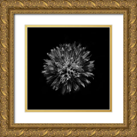 Black And White Clover Flower Gold Ornate Wood Framed Art Print with Double Matting by Carson, Brian