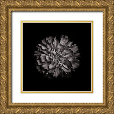 Black And White Dahlia II Gold Ornate Wood Framed Art Print with Double Matting by Carson, Brian