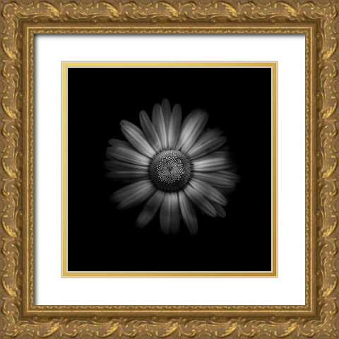 Black And White Daisy 1 Gold Ornate Wood Framed Art Print with Double Matting by Carson, Brian