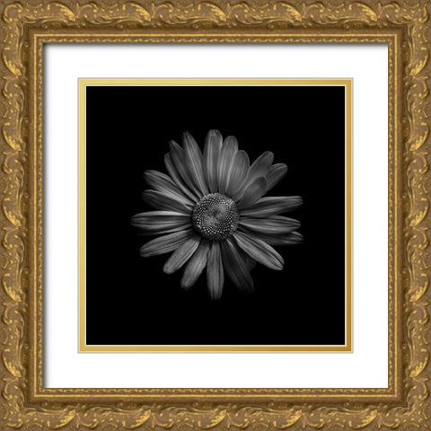 Black And White Daisy III Gold Ornate Wood Framed Art Print with Double Matting by Carson, Brian