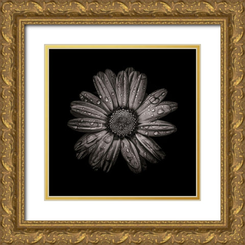 Black And White Daisy IV Gold Ornate Wood Framed Art Print with Double Matting by Carson, Brian