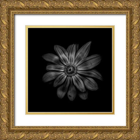 Black And White Daisy V Gold Ornate Wood Framed Art Print with Double Matting by Carson, Brian