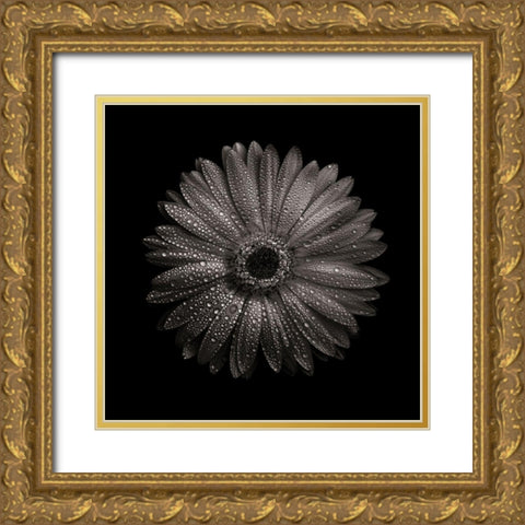 Black And White Gerber Daisy I Gold Ornate Wood Framed Art Print with Double Matting by Carson, Brian