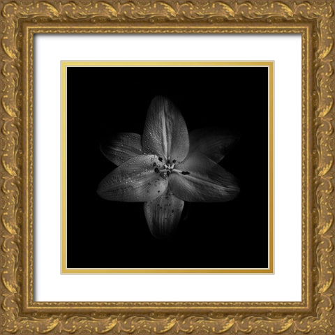 Black And White Lily Gold Ornate Wood Framed Art Print with Double Matting by Carson, Brian