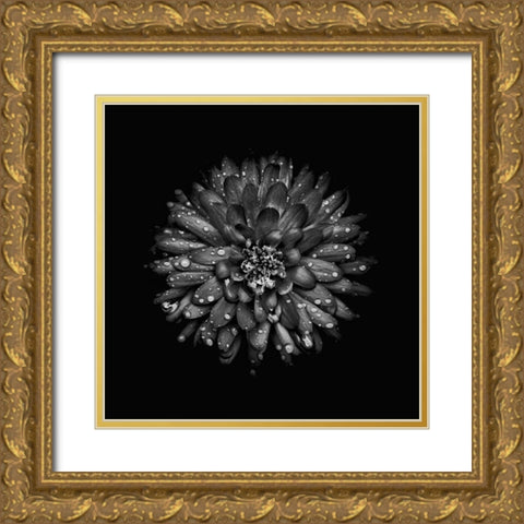 Black And White Mum II Gold Ornate Wood Framed Art Print with Double Matting by Carson, Brian