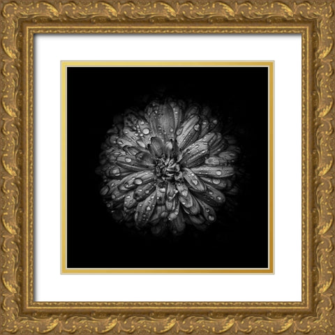 Black And White Mum IV Gold Ornate Wood Framed Art Print with Double Matting by Carson, Brian