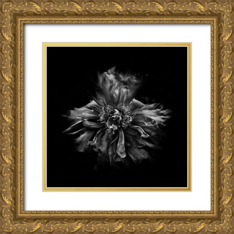 Black And White Peony III Gold Ornate Wood Framed Art Print with Double Matting by Carson, Brian