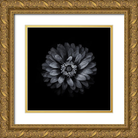 Black And White Zinnia II Gold Ornate Wood Framed Art Print with Double Matting by Carson, Brian