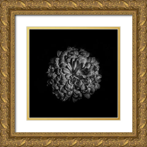 Black And White Zinnia III Gold Ornate Wood Framed Art Print with Double Matting by Carson, Brian