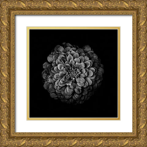 Black And White Zinnia IV Gold Ornate Wood Framed Art Print with Double Matting by Carson, Brian