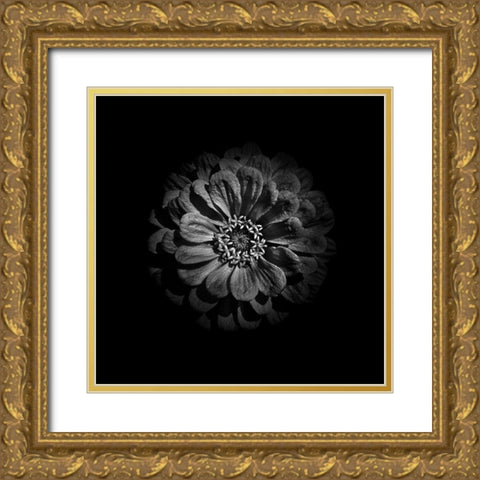 Black And White Zinnia V Gold Ornate Wood Framed Art Print with Double Matting by Carson, Brian