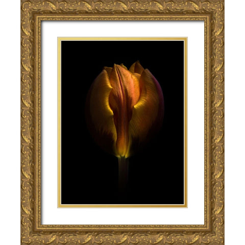 Orange Tulip Gold Ornate Wood Framed Art Print with Double Matting by Carson, Brian