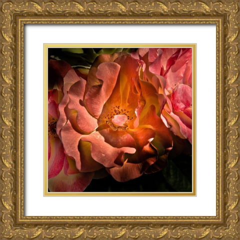 Pink Camelia Gold Ornate Wood Framed Art Print with Double Matting by Carson, Brian