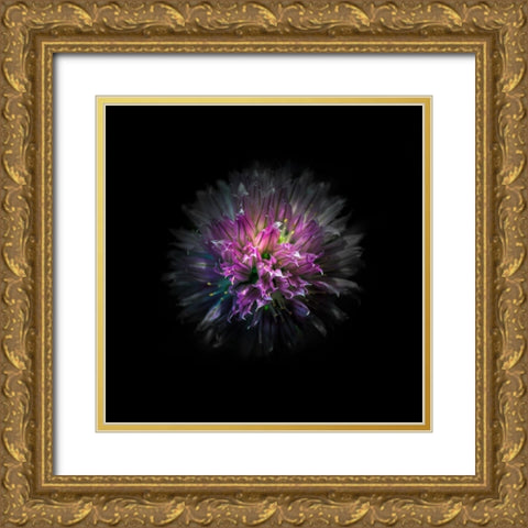Pink Clover Flower Gold Ornate Wood Framed Art Print with Double Matting by Carson, Brian