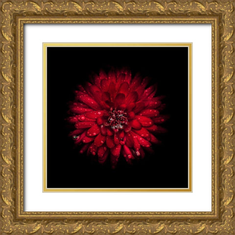 Red Mum Gold Ornate Wood Framed Art Print with Double Matting by Carson, Brian