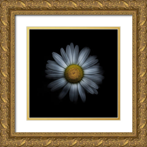 White Daisy I Gold Ornate Wood Framed Art Print with Double Matting by Carson, Brian