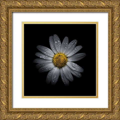 White Daisy III Gold Ornate Wood Framed Art Print with Double Matting by Carson, Brian
