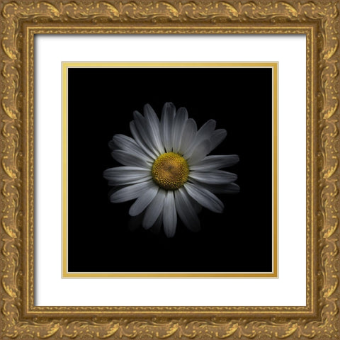 White Daisy V Gold Ornate Wood Framed Art Print with Double Matting by Carson, Brian