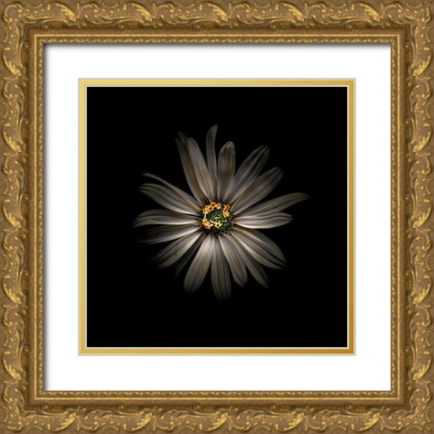 White Daisy VI Gold Ornate Wood Framed Art Print with Double Matting by Carson, Brian