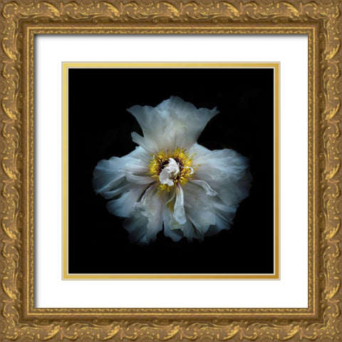 White Peony Gold Ornate Wood Framed Art Print with Double Matting by Carson, Brian