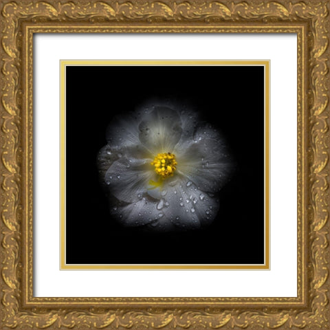 White Petunia Detail II Gold Ornate Wood Framed Art Print with Double Matting by Carson, Brian