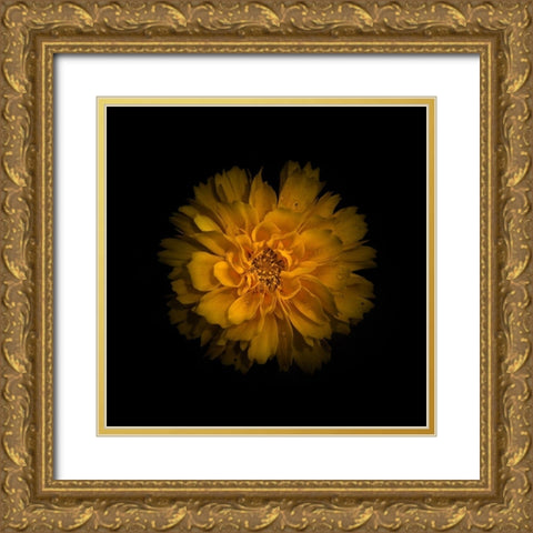Yellow Dahlia Gold Ornate Wood Framed Art Print with Double Matting by Carson, Brian