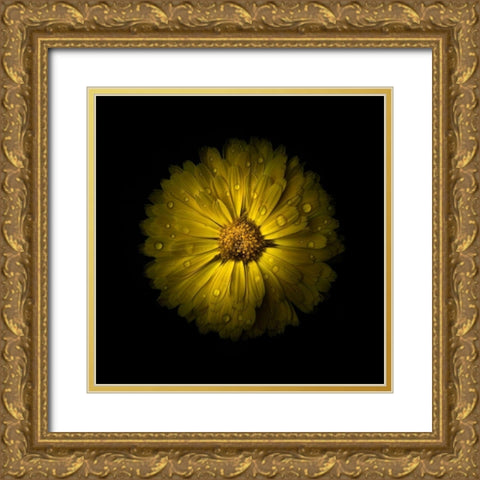 Yellow Daisy Mum Gold Ornate Wood Framed Art Print with Double Matting by Carson, Brian