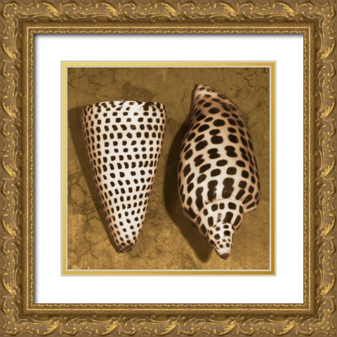Cone Seashell Gold Ornate Wood Framed Art Print with Double Matting by Kelly, Caroline