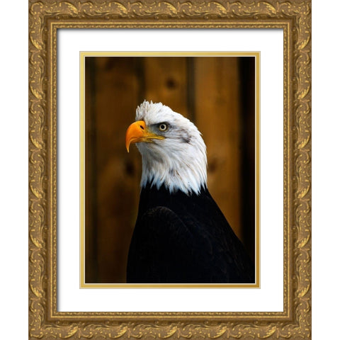 Bald Eagle Gold Ornate Wood Framed Art Print with Double Matting by Branson, Clive