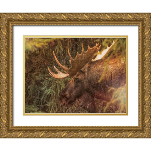 Moose Gold Ornate Wood Framed Art Print with Double Matting by Sproul, Dan