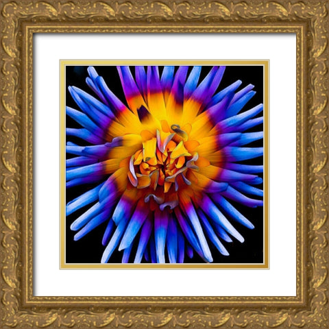 Color Pop Deep Gold Ornate Wood Framed Art Print with Double Matting by Bannon, Heidi