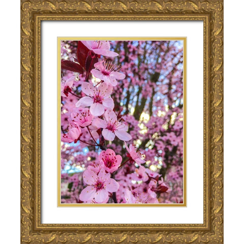 Cherry Blossom Gold Ornate Wood Framed Art Print with Double Matting by Bannon, Heidi