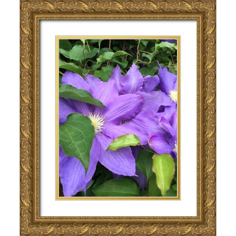 Clematis  Gold Ornate Wood Framed Art Print with Double Matting by Bannon, Heidi