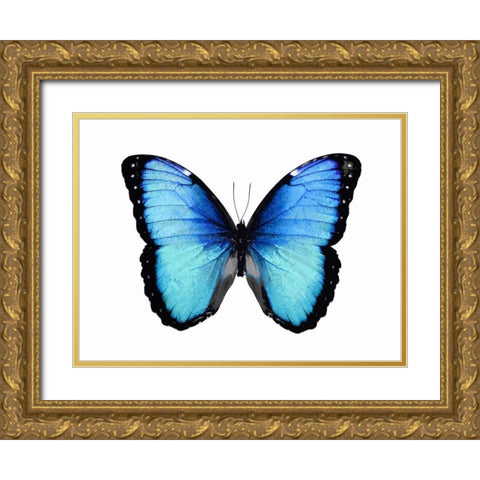 Vibrant Butterfly II Gold Ornate Wood Framed Art Print with Double Matting by Bosco, Julia
