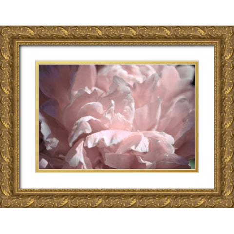 Velvet Peony II Gold Ornate Wood Framed Art Print with Double Matting by Calkins, Michelle